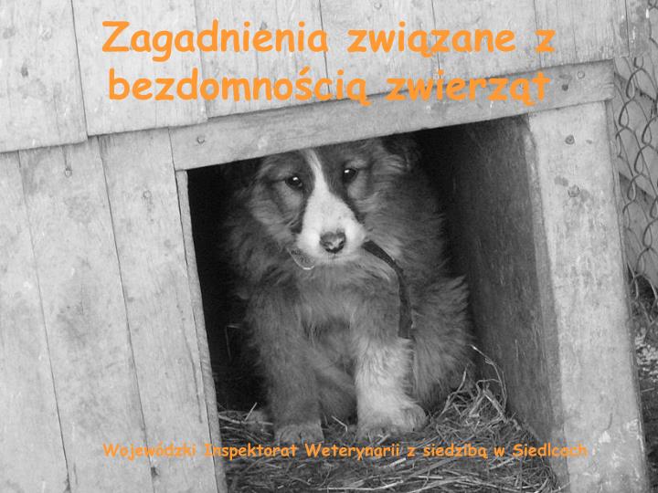 zagadnienia zwi zane z bezdomno ci zwierz t