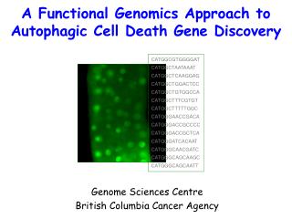 A Functional Genomics Approach to Autophagic Cell Death Gene Discovery