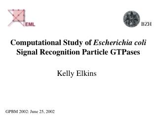 Computational Study of Escherichia coli Signal Recognition Particle GTPases