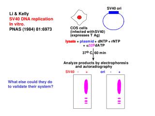 Li &amp; Kelly SV40 DNA replication In vitro. PNAS (1984) 81:6973