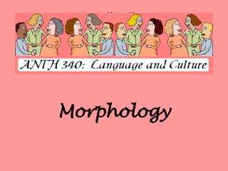 Morphology