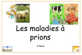 les maladies prions