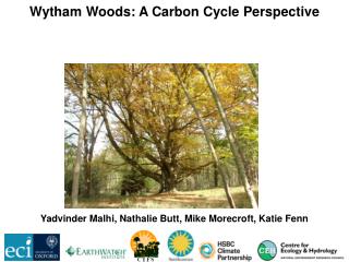 Wytham Woods: A Carbon Cycle Perspective