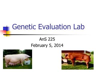 Genetic Evaluation Lab