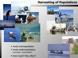 Harvesting of Populations