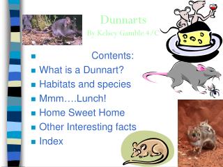 Dunnarts By Kelsey Gamble 4/C