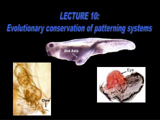 LECTURE 10: Evolutionary conservation of patterning systems