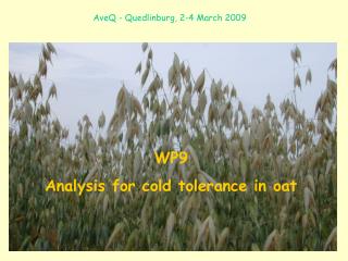 WP9 Analysis for cold tolerance in oat