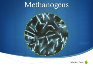 Methanogens