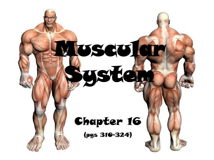 muscular system