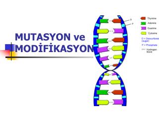 mutasyon ve mod f kasyon