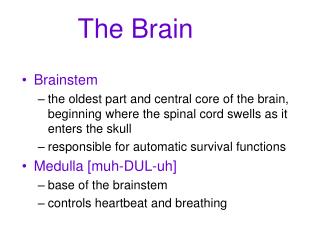 The Brain