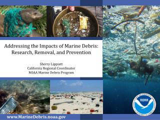 Addressing the Impacts of Marine Debris: Research, Removal, and Prevention Sherry Lippiatt