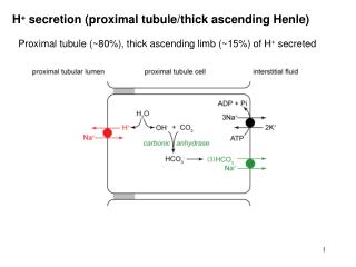 H + secretion (proximal tubule/thick ascending Henle)