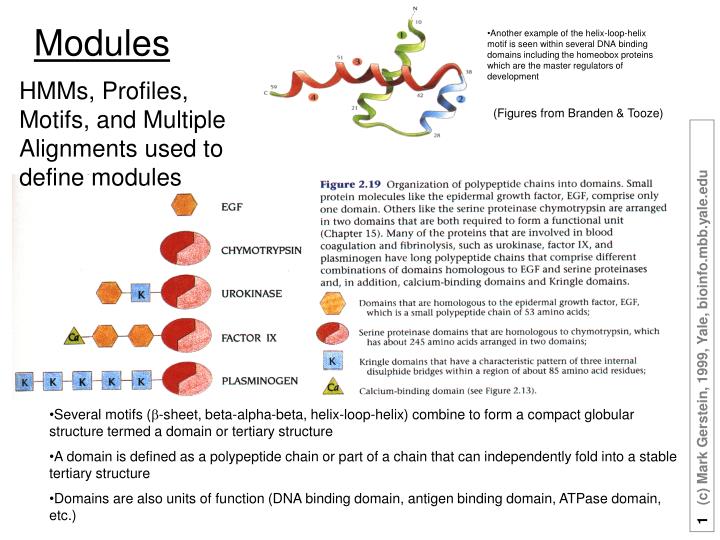 Dna binding deals motifs ppt