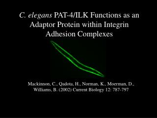 C. elegans PAT-4/ILK Functions as an Adaptor Protein within Integrin Adhesion Complexes