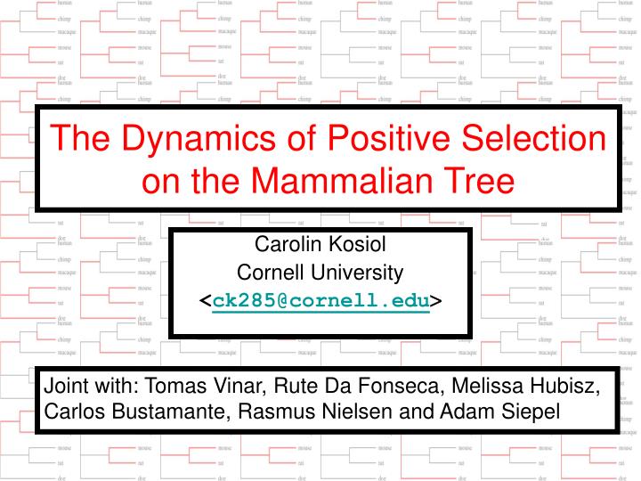 the dynamics of positive selection on the mammalian tree