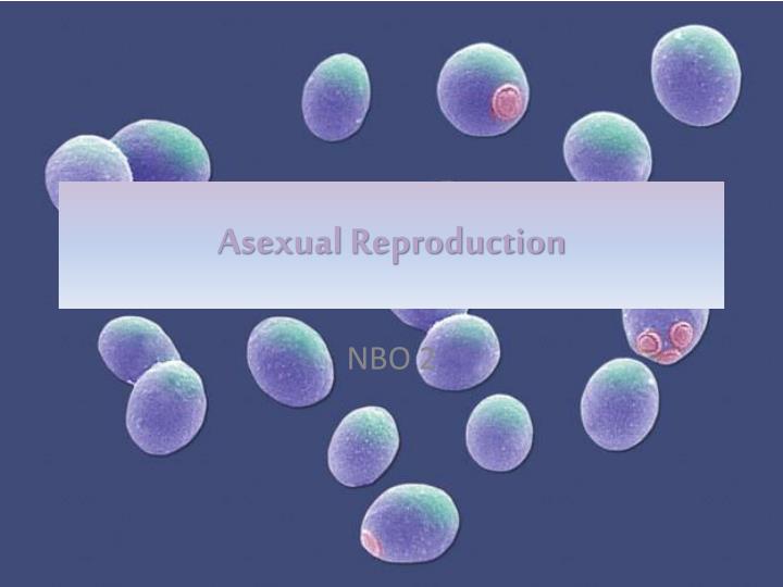 asexual reproduction