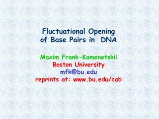 Two types of interactions stabilize the DNA double helix: base pairing and base stacking
