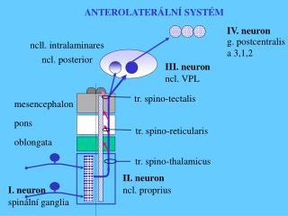 III. neuron
