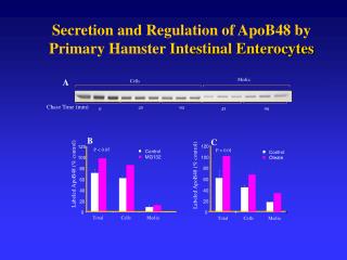 Secretion and Regulation of ApoB48 by Primary Hamster Intestinal Enterocytes