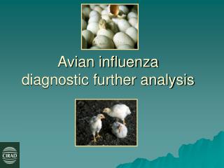 Avian influenza diagnostic further analysis