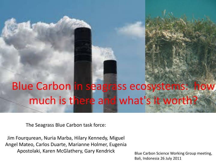 blue carbon in seagrass ecosystems how much is there and what s it worth