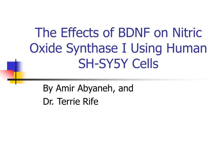 the effects of bdnf on nitric oxide synthase i using human sh sy5y cells