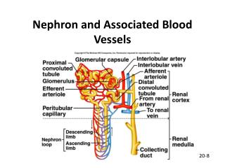 Nephron and Associated Blood Vessels