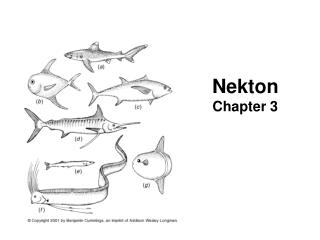 Nekton Chapter 3