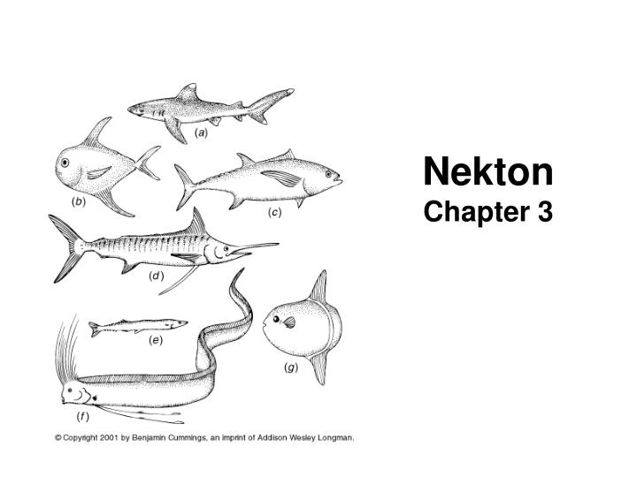 nekton chapter 3