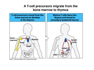 A T-cell precursors migrate from the bone marrow to thymus