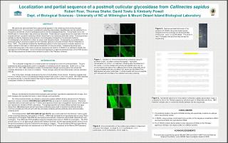 Localization and partial sequence of a postmolt cuticular glycosidase from Callinectes sapidus