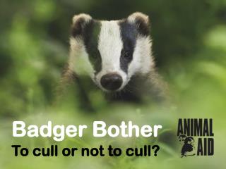 Badger Bother