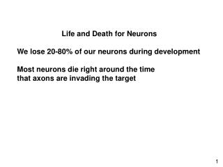 Life and Death for Neurons We lose 20-80% of our neurons during development