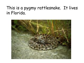 This is a pygmy rattlesnake. It lives in Florida.