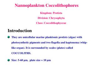 Nannoplankton Coccolithophores