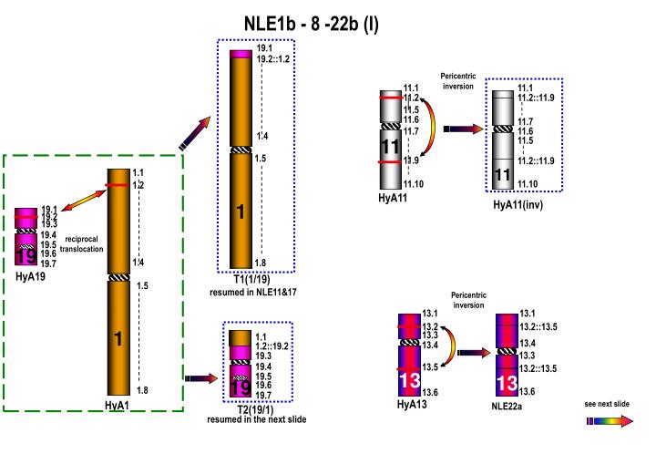 nle1b 8 22b i