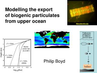 Modelling the export of biogenic particulates from upper ocean
