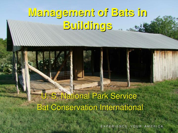 management of bats in buildings