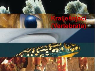 PPT - JARINGAN HEWAN VERTEBRATA PowerPoint Presentation, Free Download ...