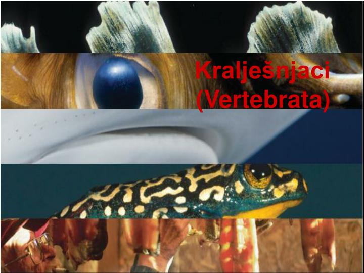 kralje njaci vertebrata
