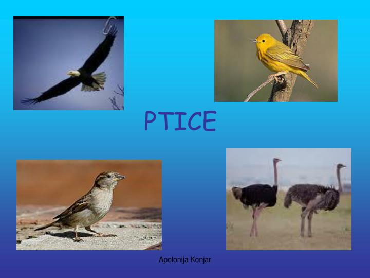 ptice