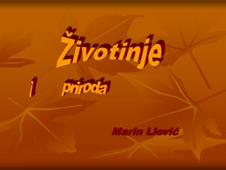 marin liovi