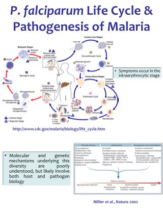 P. falciparum Life Cycle &amp; Pathogenesis of Malaria
