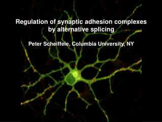 Adhesion complexes at CNS synapses