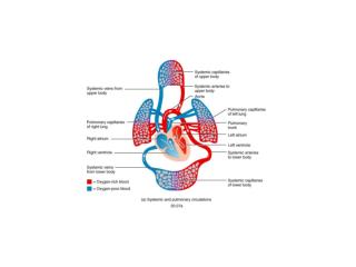 Arterial Supply to Heart