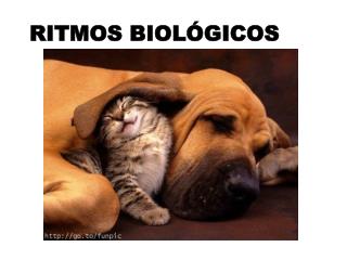 ritmos biol gicos