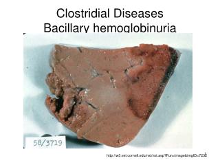 Clostridial Diseases Bacillary hemoglobinuria