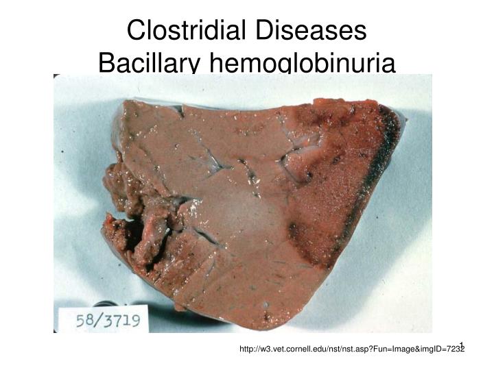 clostridial diseases bacillary hemoglobinuria
